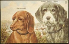 画像1: イギリス アンティークポストカード 消印1929 ダックスフント犬とバセットハウンド犬 (1)