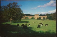 画像1: イギリス アンティーク ポストカード 牛とglyndebourne opera house (1)