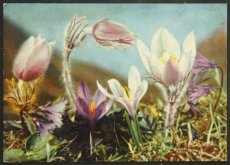 画像1: イギリス 消印1960 アンティークポストカード 花 高山植物 (1)