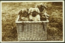 画像1: イギリス 1933年 アンティーク ポストカード バスケットの中の仔犬たち (1)