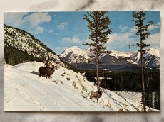 画像1: カナダ 海外ヴィンテージポストカード オオツノヒツジ アニマル動物 レトロポストカード通販 古いアンティークはがき (1)