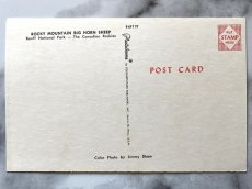 画像2: カナダ 海外ヴィンテージポストカード オオツノヒツジ アニマル動物 レトロポストカード通販 古いアンティークはがき (2)