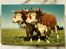 画像1: カナダ 海外ヴィンテージポストカード 牛の軛を賞する アニマル動物 レトロポストカード通販 古いアンティークはがき (1)