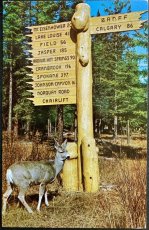 画像1: 1969年消印 切手 海外ヴィンテージポストカード Sign Banff 鹿とバンフの看板 世界のアンティーク絵葉書 昔のポストカード (1)