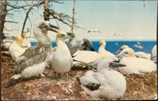 画像1: 1967年消印 切手 海外ヴィンテージポストカード ボナヴェントゥラ島 渡り鳥類保護区 世界のアンティーク絵葉書 昔のポストカード (1)