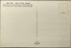 画像2: 海外ヴィンテージポストカード 2頭の雄牛 Oxen Team 動物ハガキ 世界の絵葉書 Nova Scotia カナダ (2)