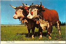 画像1: 海外ヴィンテージポストカード 2頭の雄牛 Oxen Team 動物ハガキ 世界の絵葉書 Nova Scotia カナダ (1)