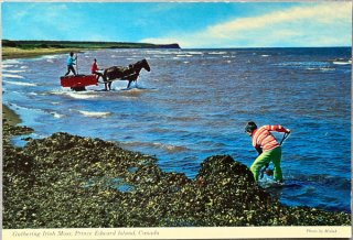 ヨーロッパアンティーク絵はがき スウェーデン製 ポストカード 北欧 おしゃれ セット アート 花