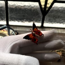 画像3: イギリス 蝶ブローチ「時を超えて、幸せを運ぶ羽」ヴィンテージブローチ 蝶モチーフ 昆虫アクセサリー (3)