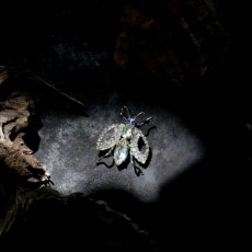 画像4: 1950年代 英国ヴィンテージ「ひとすじの光を追って」アブ虻 クリアラインストーンブローチ  昆虫アクセサリー (4)