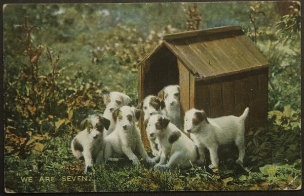 イギリス アンティークポストカード 消印あり 7匹兄弟姉妹の可愛い仔犬たち 